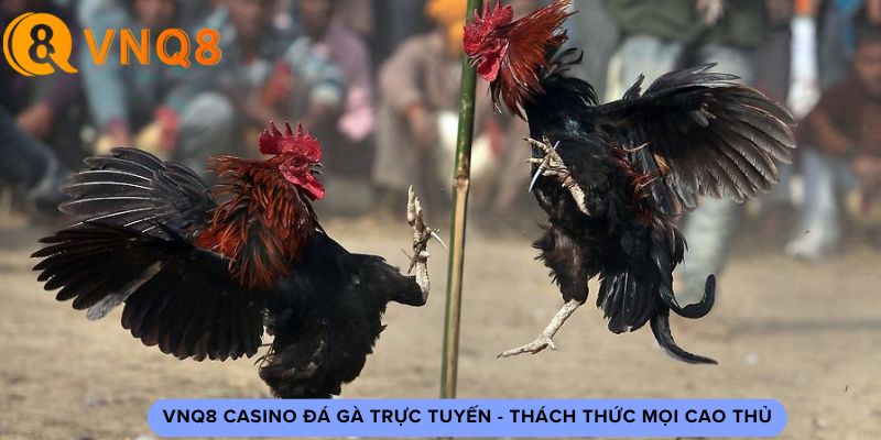 VNQ8 casino đá gà trực tuyến