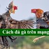 Cách đá gà trên mạng: Bí kíp chơi game đỉnh cao, thắng lớn tại 89BET