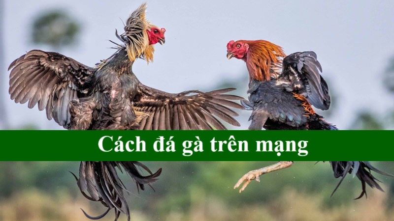 Cách đá gà trên mạng