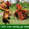 Cách xem móng gà chọi: Bí kíp trăm trận trăm thắng cho dân chơi đá gà tại 89BET