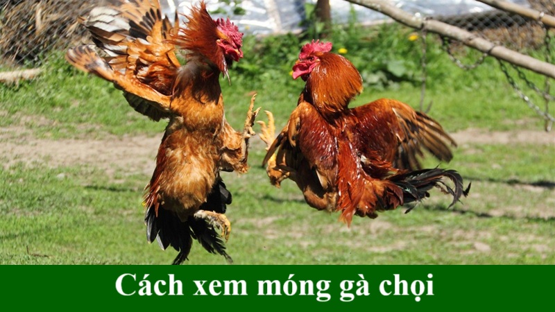 Cách xem móng gà chọi