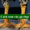 Cách xem vảy gà chọi chuẩn như sư kê tại nhà cái uy tín 89BET