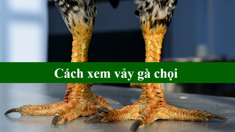 Cách xem vảy gà chọi