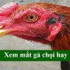 Xem mắt gà chọi hay: Tuyệt kỹ chọn chiến kê đỉnh cao từ ánh nhìn đầu tiên