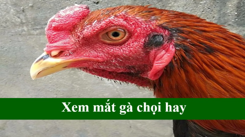 Xem mắt gà chọi