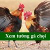 Xem tướng gà chọi chuẩn – Bí kíp chơi đá gà thắng lớn tại 89BET