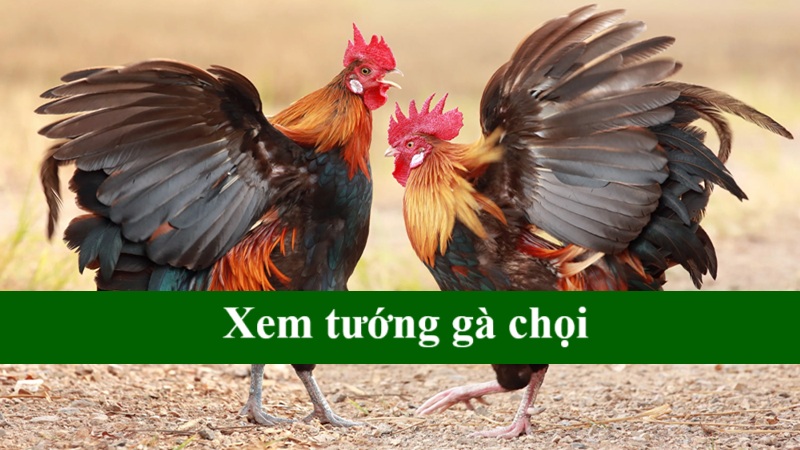 Xem tướng gà chọi
