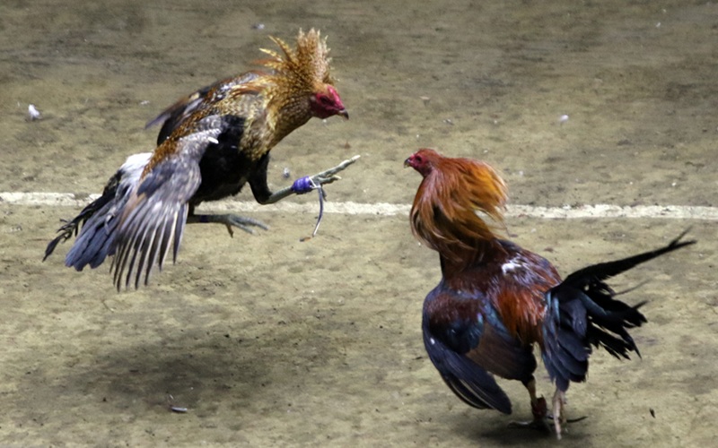 Xem tướng gà chọi chuẩn – Bí kíp chơi đá gà thắng lớn tại 89BET 3 Chơi gà cựa sắt