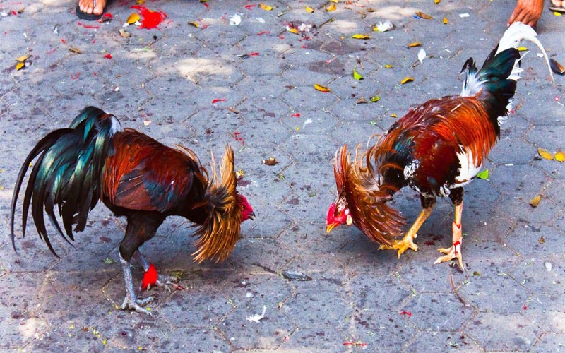 Cách xem móng gà chọi: Bí kíp trăm trận trăm thắng cho dân chơi đá gà tại 89BET 3 Cược chọi gà