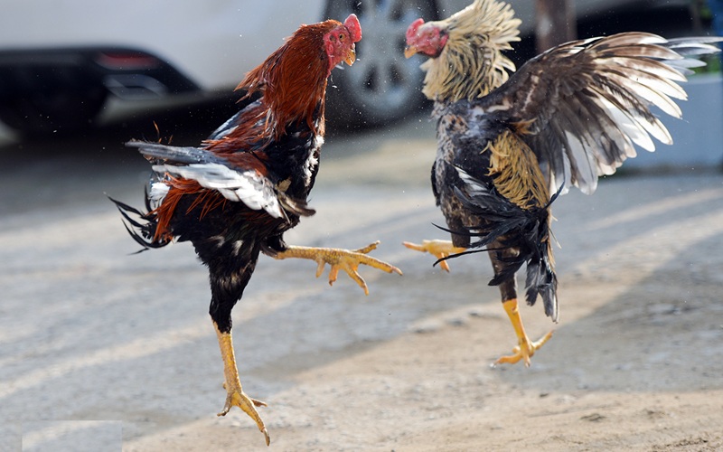 Cách xem móng gà chọi: Bí kíp trăm trận trăm thắng cho dân chơi đá gà tại 89BET 2 Gà chọi