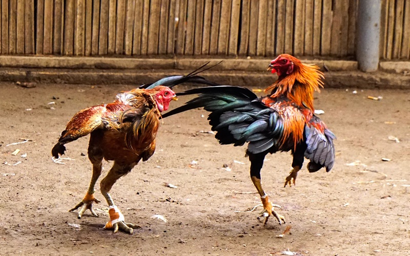 Cách xem vảy gà chọi chuẩn như sư kê tại nhà cái uy tín 89BET 2 Xem vảy gà chọi tại nhà cái 89bet